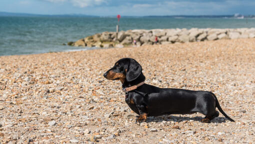 Short haired miniature store dachshund